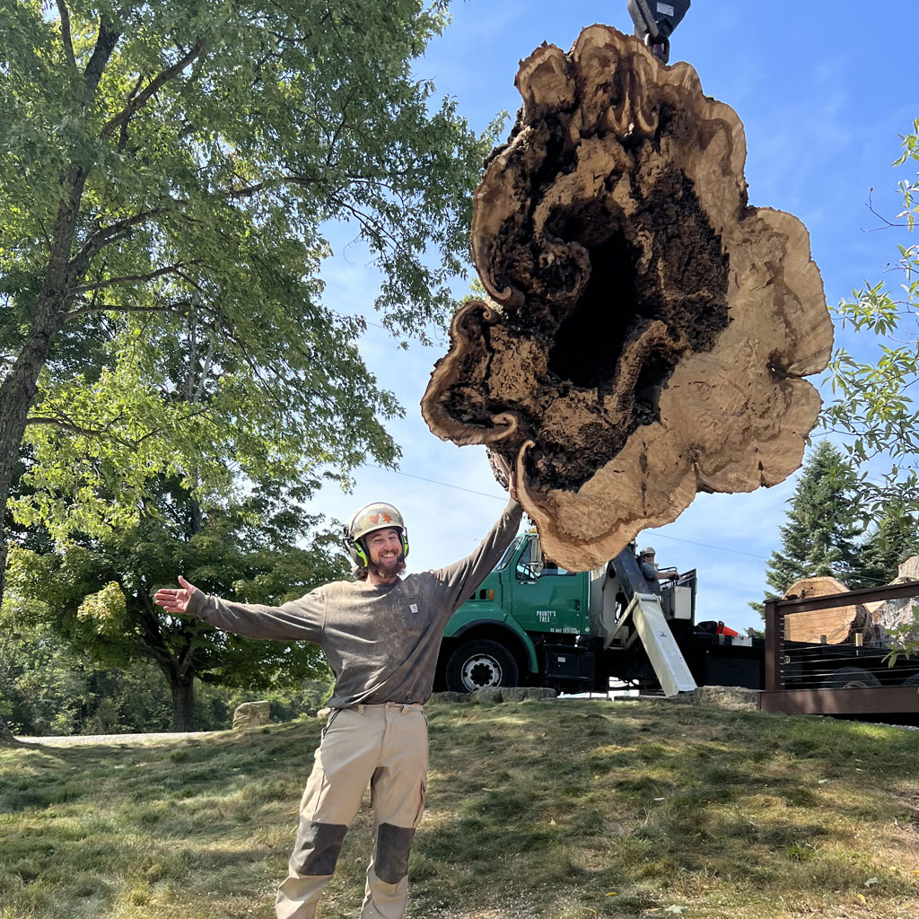 Large Tree Removal Louisville KY