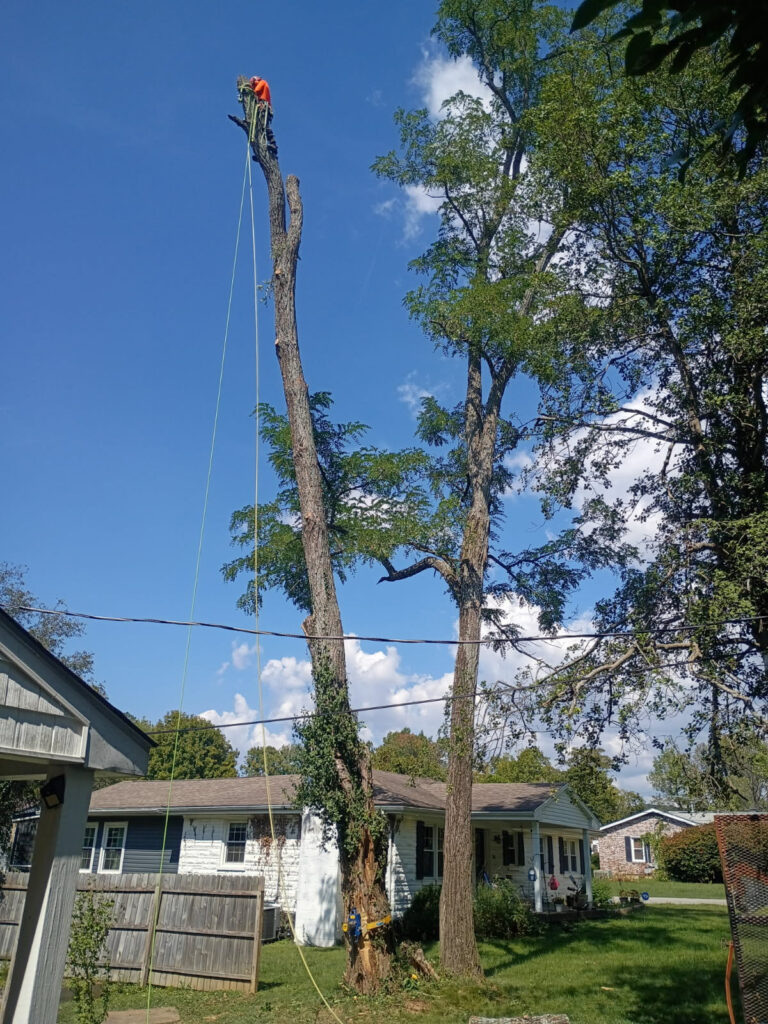 Tree Removal Climbing - Arbor Essence Tree Care - Louisville, KY