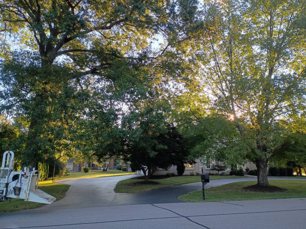 Before Tree Removal - Arbor Essence Tree Care