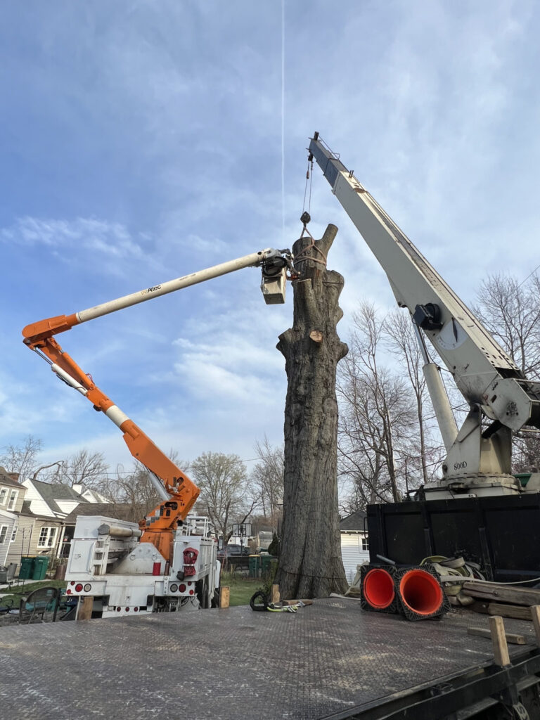 tree removal with bucket louisville ky
