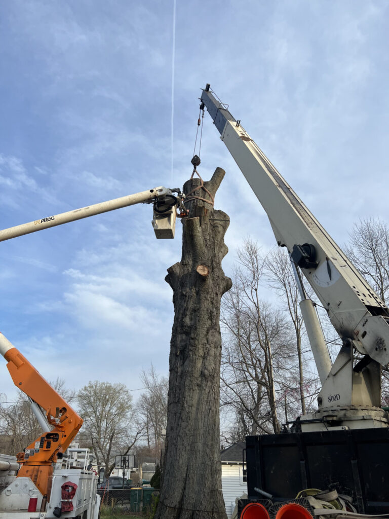 heavy equipment removing tree in louisville ky