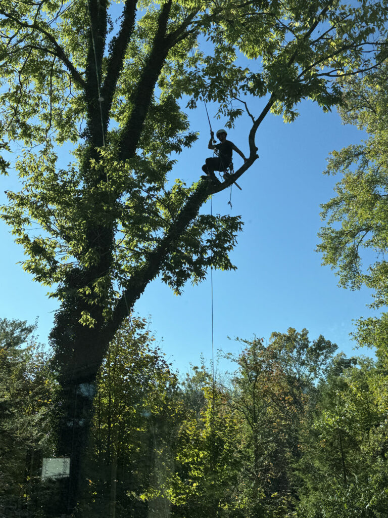 climbing tree removal in louisville ky