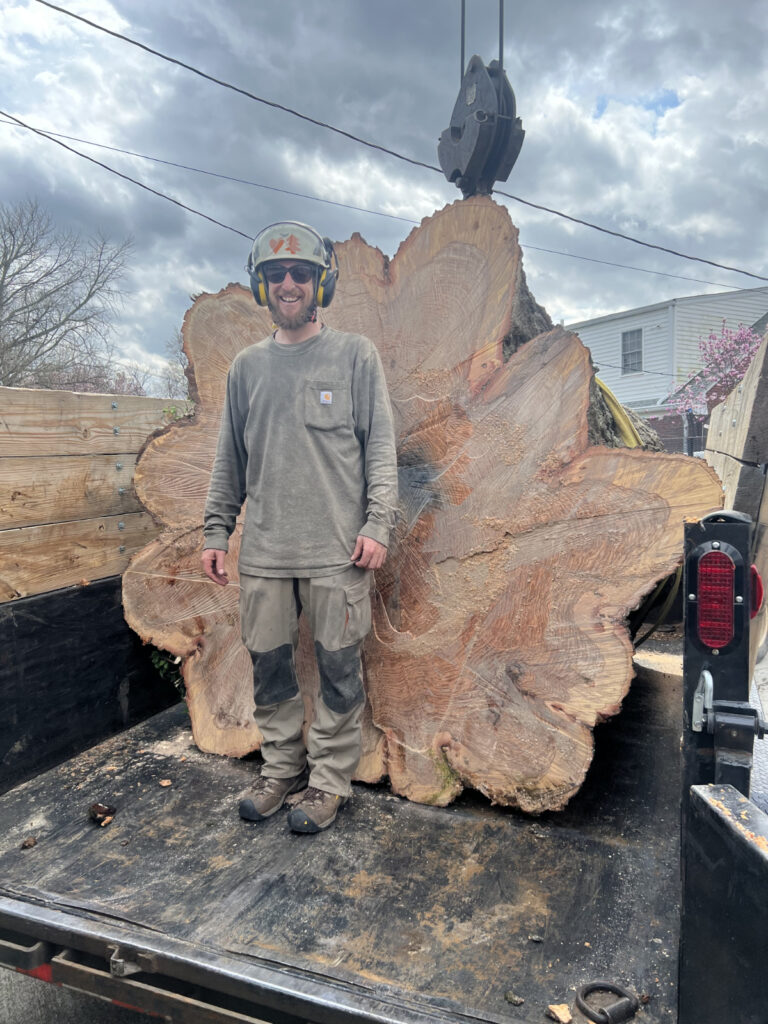 large tree removal in louisville ky - arbor essence